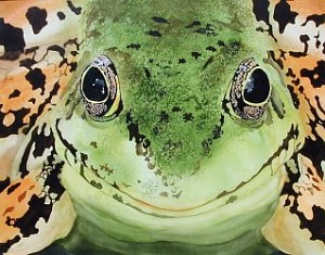 Ruth Tatter: Frog